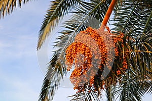 Photo of the orange fruits of the Data palm/Phoenix Palm.