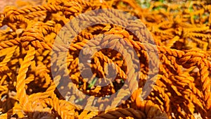 Photo orange rope knots - stock photo