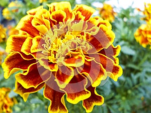 Photo of orange-yellow daisies blooming