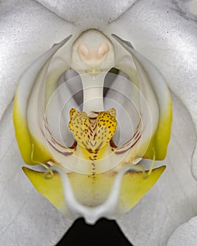 Orchid detail extreme cloeup