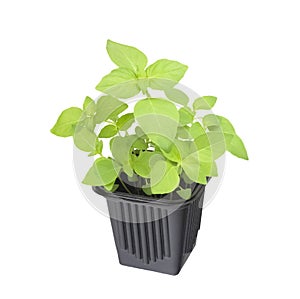 A photo of the organic basil seeds germination. Green basil sprouts in plastic pot ready for seedling. Spring background. Isolated