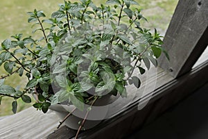 Organic Chocolate Mint Herb Plant