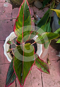 Photo of an ornamental plant in a white pot. The plant is leafy green and there is a ping color on the tips of the leaves