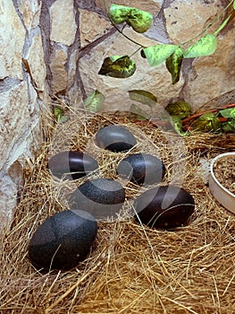 Photo of ostrich emu eggs with black shells lying on yellow grass