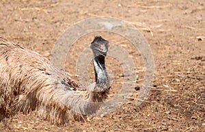 Photo of the ostrich at the Nehru Zoo park