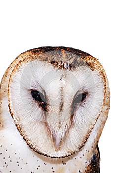 Photo of an owl in macro photography, high resolution baby owl photo. Barn Owl