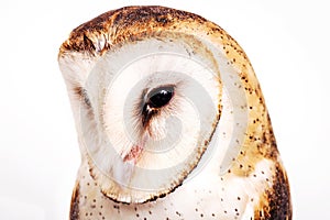 Photo of an owl in macro photography, high resolution baby owl photo. Barn Owl