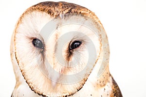 Photo of an owl in macro photography, high resolution baby owl photo. Barn Owl