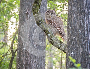 A photo of an owl in a tree at dawn in Florida.