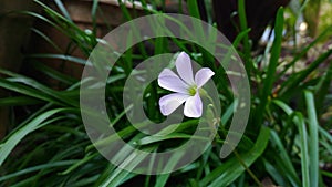 Photo of Oxalis triangularis Flower, commonly called false shamrock.