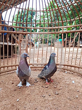 photo of a pair of doves