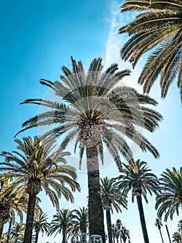 On a photo palm trees against a sky