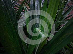 Photo of pandan leaves when it rains in indonesia photo