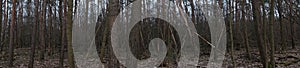 Photo panorama. Beautiful forest landscape in the cold season. Berlin, Germany