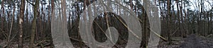 Photo panorama. Beautiful forest landscape in the cold season. Berlin, Germany