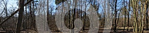 Photo panorama. Beautiful forest landscape in the cold season. Berlin, Germany