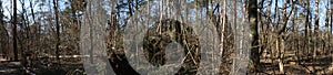 Photo panorama. Beautiful forest landscape in the cold season. Berlin, Germany