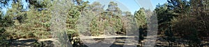 Photo panorama. Beautiful forest landscape in the cold season. Berlin, Germany