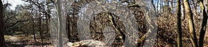 Photo panorama. Beautiful forest landscape in the cold season. Berlin, Germany