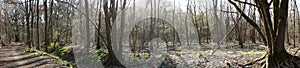 Photo panorama. Beautiful forest landscape in the cold season. Berlin, Germany