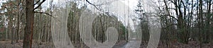 Photo panorama. Beautiful forest landscape in winter. Berlin, Germany