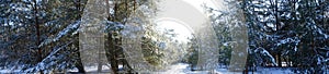 Photo panorama. The sun in the branches of trees in the winter snowy forest. Berlin  Germany