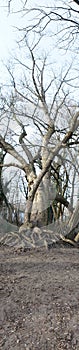 Photo panorama. Winter forest with wind-blown trees, branches and fall foliage. Berlin, Germany