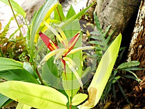 A photo of parrots beak flower on bush.