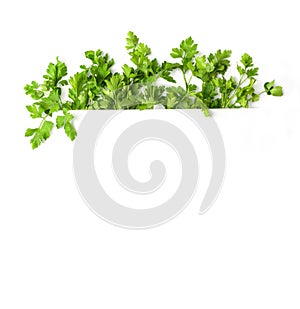 Photo with parsley. A frame of parsley. Botanical image