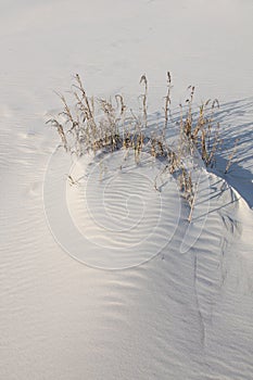 Photo of a patch of sea oats on a beach.