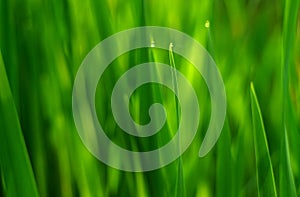 Photo pattern green grass with a dewdrop