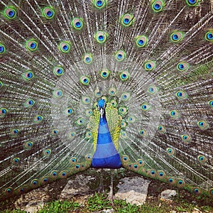 Beautiful Blue Peacock Spreading His Feathers photo