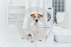 Photo of pedigree dog plays with white laundry, poses in washing room, basin with towels, washer in background, white console.