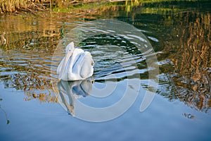 Photo of pelican in the beautiful pond