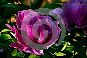 Photo of peony paeonia officinalis flowers with morning dew in sunlight