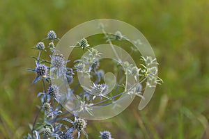 Photo of perennial herbaceous plant plain bluehead also known as Eryngium Campestre L over blurred background. Chlorophorus Varius