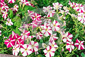 Photo of Petunia flowers growing on the street