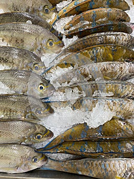 Photo of Philippine Fish Molmol Loro Parrotfish or Loro Fish photo