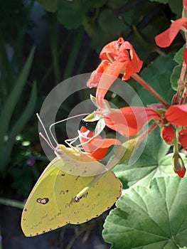 Photo of a Phoebis butterfly
