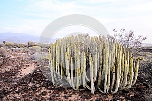 Ocean Coast's View Montana Amarilla Tenerife photo