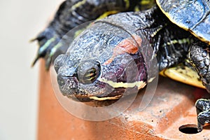 Photo Picture of Red Eared Terrapin Turtle Trachemys Scripta Elegans Tortoise