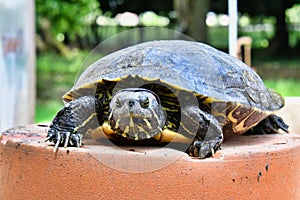 Photo Picture of Red Eared Terrapin Turtle Trachemys Scripta Elegans Tortoise