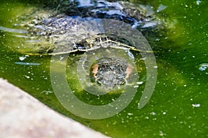 Photo Picture of Red Eared Terrapin Turtle Trachemys Scripta Elegans Tortoise