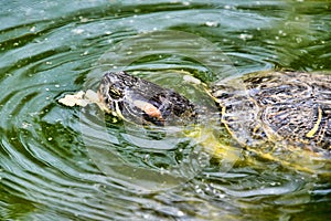 Photo Picture of Red Eared Terrapin Turtle Trachemys Scripta Elegans Tortoise