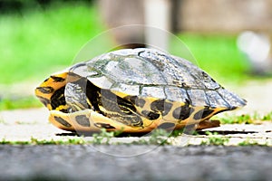 Photo Picture of Red Eared Terrapin Turtle Trachemys Scripta Elegans Tortoise