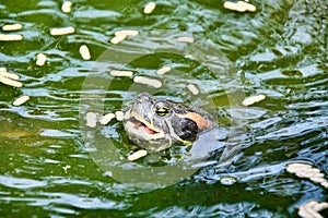 Photo Picture of Red Eared Terrapin Turtle Trachemys Scripta Elegans Tortoise