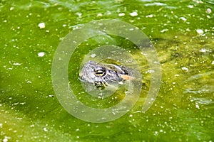 Photo Picture of Red Eared Terrapin Turtle Trachemys Scripta Elegans Tortoise