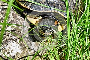 Photo Picture of Red Eared Terrapin Turtle Trachemys Scripta Elegans Tortoise