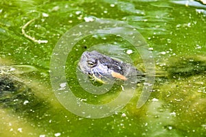 Photo Picture of Red Eared Terrapin Turtle Trachemys Scripta Elegans Tortoise