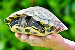 Photo Picture of Red Eared Terrapin Turtle Trachemys Scripta Elegans Tortoise